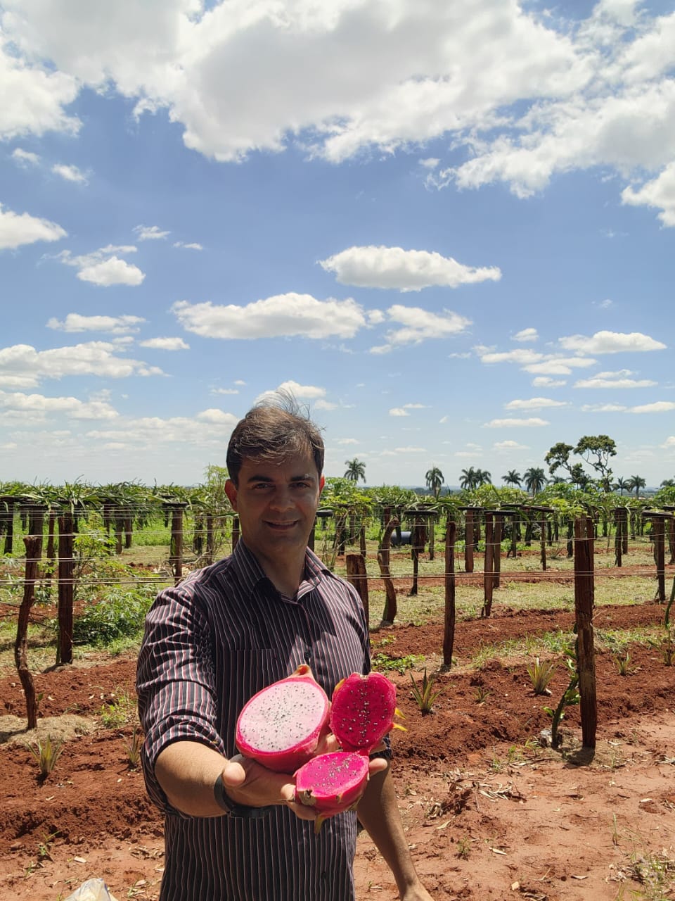 Com apoio da Embrapii e Sebrae, produtor rural cria geleia de pitaya para aumentar faturamento do negócio